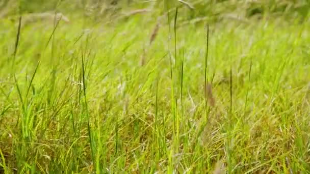 Campo Erba Selvatica Erba Dolcemente Movimento Una Piccola Brezza Colpo — Video Stock