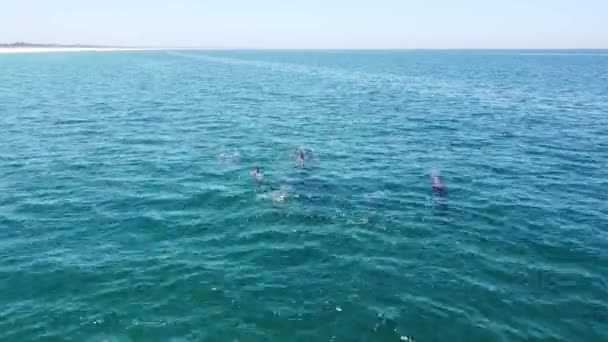 Aerial Drone View School Dolphins Comporta Beach Νότια Πορτογαλία — Αρχείο Βίντεο