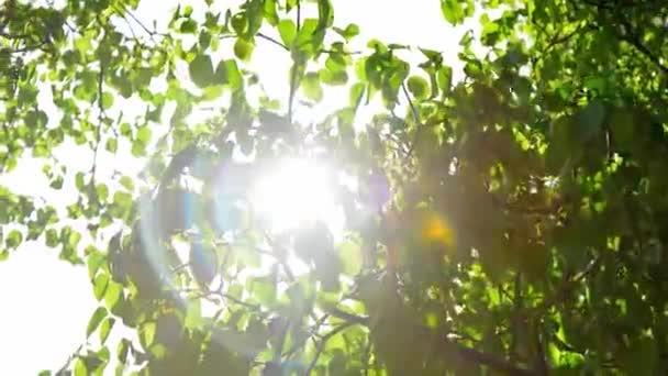 Stora Ljusa Sol Bloss Genom Bladen Grönskande Trädkronorna — Stockvideo