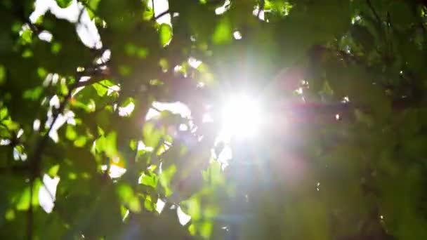 美しい緑の木のキャノピーを通過する明るい太陽のフレア 低角度 — ストック動画