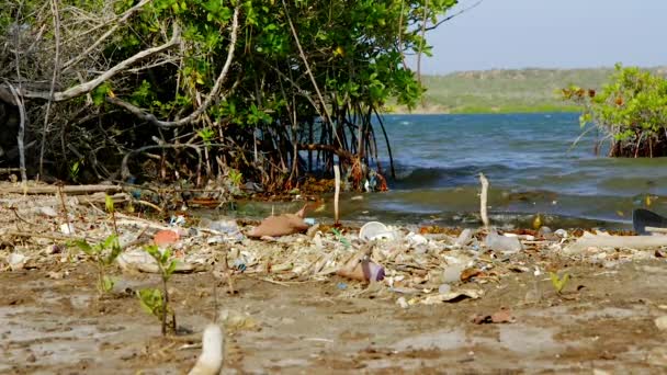 カリブ海のマングローブでは プラスチック汚染とゴミが漂着しました 静的中射 — ストック動画