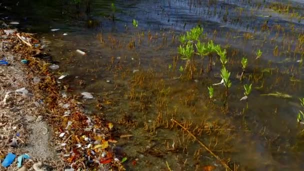 Large Amount Plastic Debris Rubbish Washed Ashore Mangrove River Bed — Stock Video