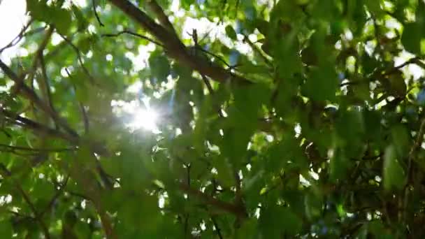 大きな木の緑豊かな葉を通して輝く小さな太陽のフレア — ストック動画