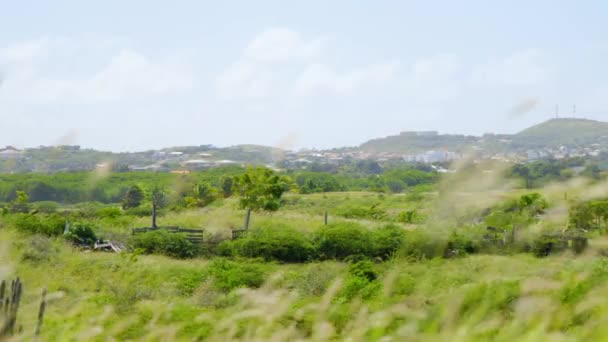 Rolling Green Landscapes Caribbean Wild Grass Gently Blowing Foreground — Stock video