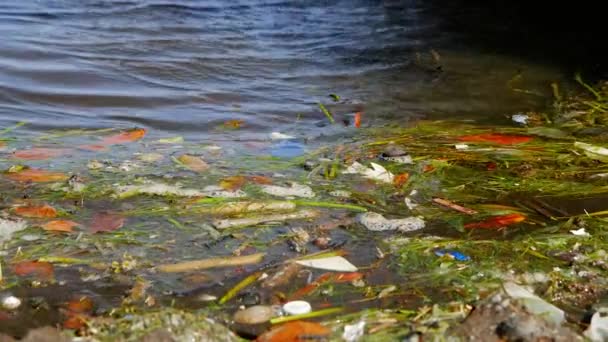 Die Vom Menschen Verursachte Umweltverschmutzung Spült Einen Fluss Einem Mangrovenwald — Stockvideo