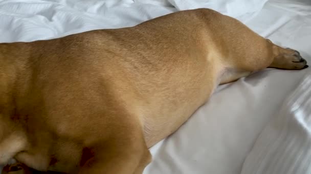 Sliding Shot Pug Hund Att Siesta Vila Sängen Kudde Ryggen — Stockvideo