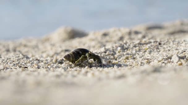 螺旋状の貝殻を持つ隠者のカニは 粗い砂浜を後方に歩いて海水の方に向かいます — ストック動画