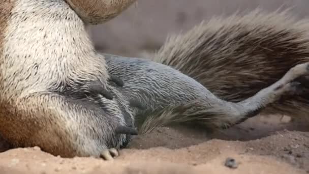 Mittlere Nahaufnahme Eines Weiblichen Erdhörnchens Das Sein Hinterbein Pflegt Kalahari — Stockvideo