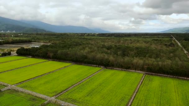 Green Rice Paddies Cloudy Day — Stock Video