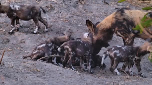 Широкий Снимок Дикой Собаки Приветствующей Щенков Логове Ботсвана — стоковое видео