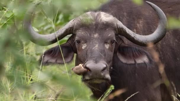 Medium Closeup Buffalo Face Oxpecker Its Nose Kruger National Park — Stock Video