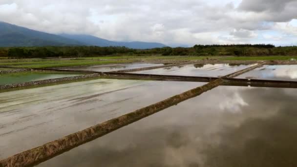 Riz Vide Paddy Inondé Eau — Video