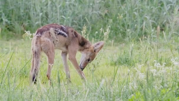 Grande Colpo Uno Sciacallo Dalla Schiena Nera Che Lecca Ferita — Video Stock