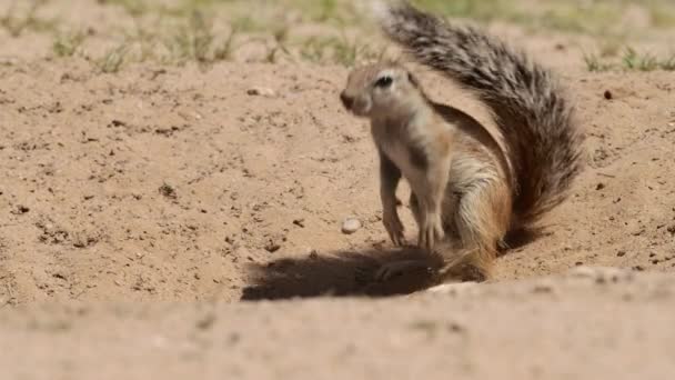 カラハリ砂漠のバローに立っている地上リスの広いショット — ストック動画