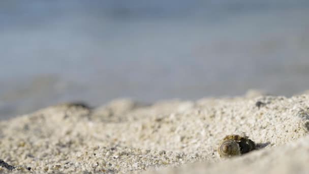 소라게의 다리와 발톱은 원뿔형의 껍데기에서 나와서 바다를 모래를 가로질러 다닙니다 — 비디오