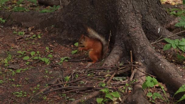 Linda Ardilla Roja Comiendo Cono Bajo Árbol Cerca — Vídeo de stock