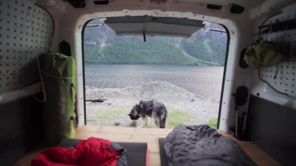 Hambriento Alaska Malamute Comer Lado Una Caravana Cerca Katthammaren Noruega — Vídeo de stock