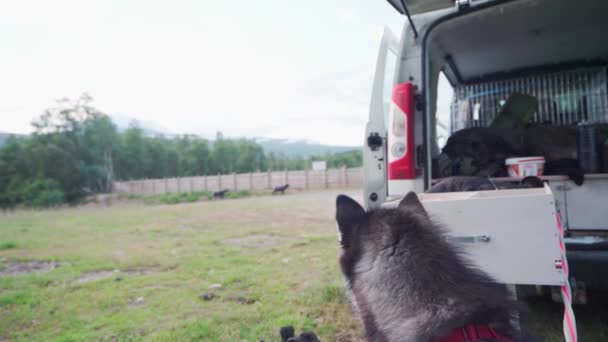 Nieuwsgierig Alaska Malamute Vastgebonden Aan Achterkant Van Een Busje Zoek — Stockvideo