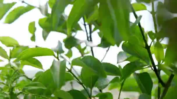 Saftig Grüner Baum Der Von Einem Starken Wind Geblasen Wird — Stockvideo