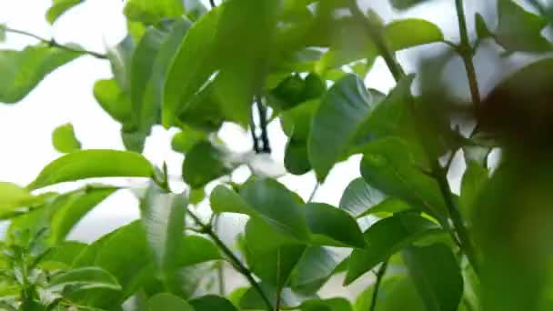 Folhas Verdes Exuberantes Suavemente Soprando Vento Estático Close Tiro — Vídeo de Stock