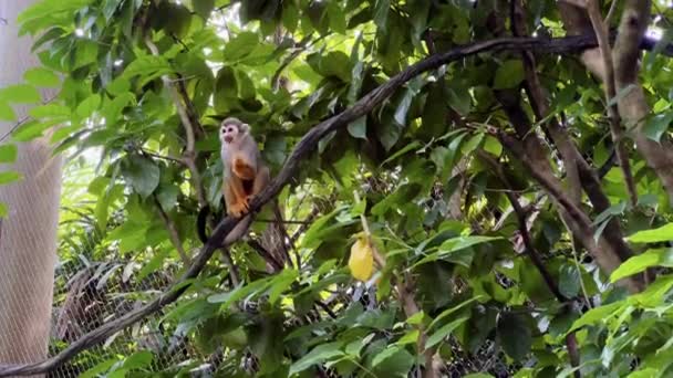 Lindo Mono Ardilla Común Manchado Comiendo Comida Con Pequeña Mano — Vídeos de Stock