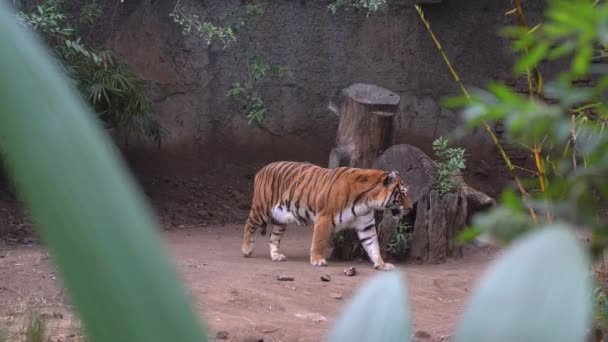 View Tiger Leaves Tiger Walking Slowly — Stock Video