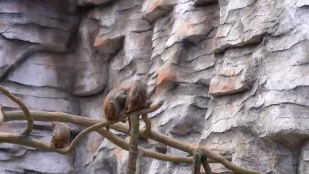 Monos Graciosos Zoológico Monos Ramas Árboles — Vídeo de stock