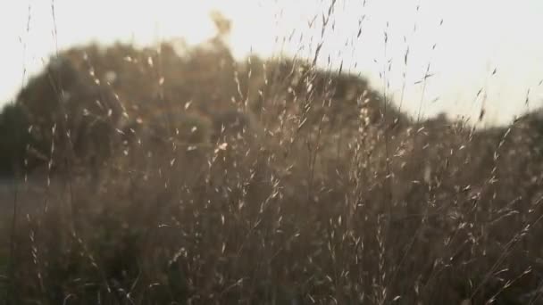 Lång Gräs Blåser Vinden Vid Solnedgången Slow Motion — Stockvideo