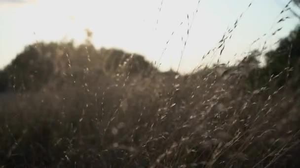 Hohes Gras Weht Wind Bei Sonnenuntergang Zeitlupe — Stockvideo