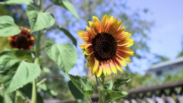 Hermoso Girasol Día Soleado Canadá — Vídeo de stock