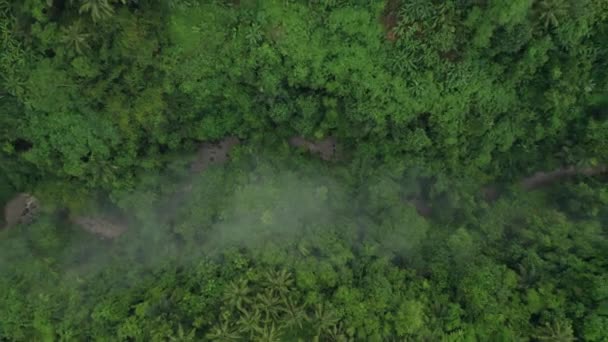 茂密的绿色原始热带丛林 河流在山谷中 从空中俯冲而下 — 图库视频影像