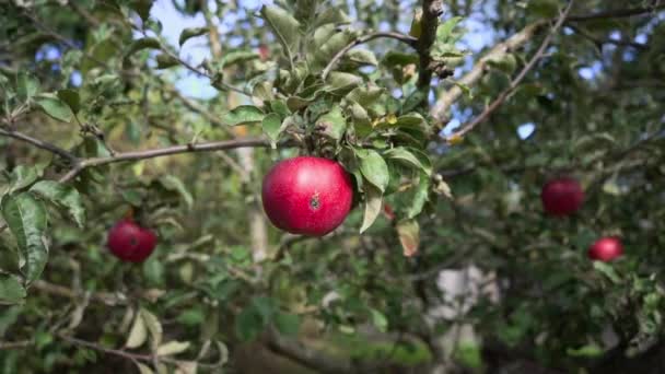 Pomme Rouge Malade Sur Branche — Video