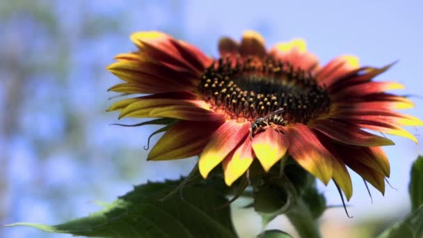 Hornissen Bestäuben Eine Sonnenblume Und Fliegen Dann Zeitlupe Davon — Stockvideo