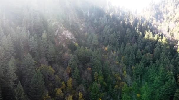 Árboles Montaña Pakistán Desde Cielo — Vídeos de Stock