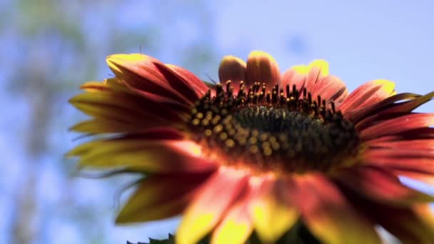 Sunflower Tracking Out Pomalý Pohyb — Stock video