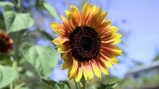 Hermoso Girasol Día Soleado Canadá — Vídeo de stock