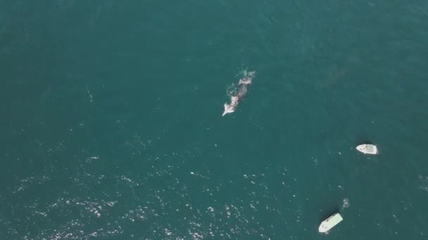 Aerial Humpback Whale Mother Baby Calf Surfacing Whale Spotting Boat — Stock Video