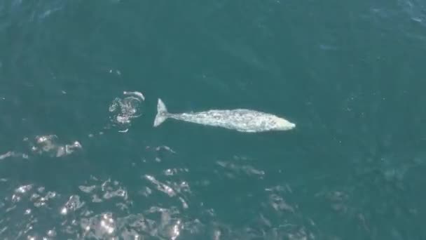 Εναέρια Όμορφη Νεαρή Φάλαινα Humpback Επιφάνεια Για Αναπνοή — Αρχείο Βίντεο
