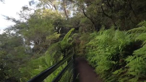 Pistas Bushwalk Katoomba Montañas Azules Sydney Australia — Vídeo de stock