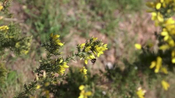 蜜蜂在乡间田野野花上寻找花粉昆虫的概念 — 图库视频影像