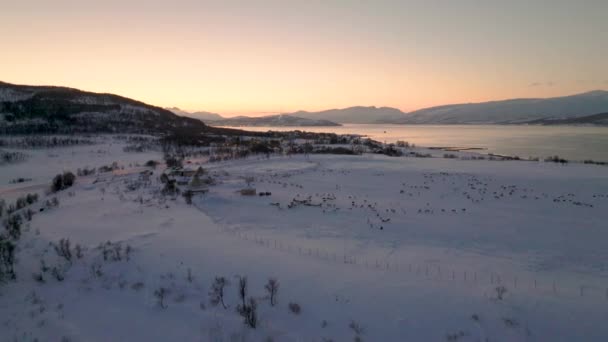 Herd Reindeer Snowy Landscape Winter Sunset Luchtdoeldrone — Stockvideo