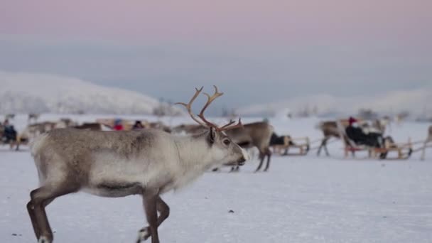 Rentiere Traben Schlitten Auf Der Verschneiten Tundra Touristen Herum Slowmo — Stockvideo