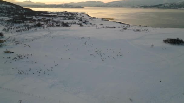 Ren Geyiği Sürüsüyle Tundra Manzaralı Günbatımı Hava Aracı Geri Çekiliyor — Stok video