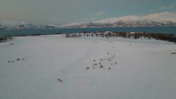 Αεροφωτογραφία Των Ταράνδων Που Βόσκουν Στην Χιονισμένη Τούνδρα Στο Σκοτάδι — Αρχείο Βίντεο