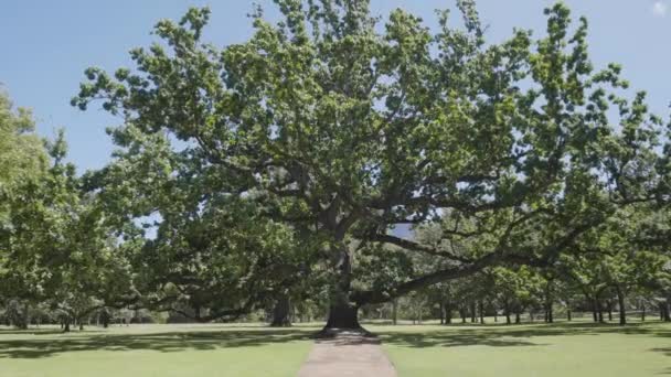 Obrovský Strom Širokými Větvemi Jednom Národních Parků Kapského Města — Stock video