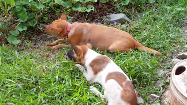 Chiens Couchés Dans Herbe Jardin Mâchant Leurs Friandises Préférées — Video