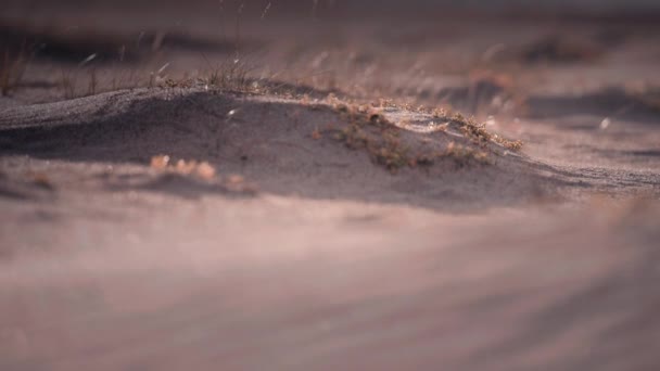 Close Dunas Areia Grama Fina Balançando Vento Movimento Lento Pan — Vídeo de Stock