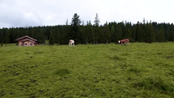 Drone Che Vola Intorno Due Mucche Pascolando Pacificamente Nel Prato — Video Stock