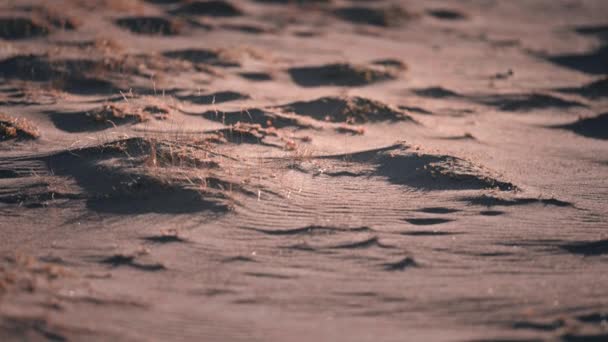 Close Shot Sandy Dunes Thin Grass Trembling Wind Slow Motion — Stock Video