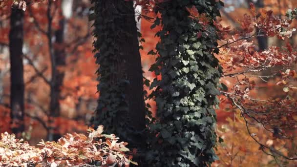 Ivy Vinná Réva Zaplétající Staré Vysoké Stromy Podzimním Lese Jemné — Stock video